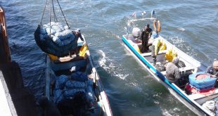 Pescadores artesanales del Golfo de Arauco en proceso de desembarque