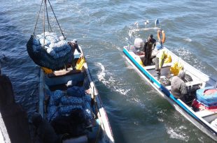 Pescadores artesanales del Golfo de Arauco en proceso de desembarque