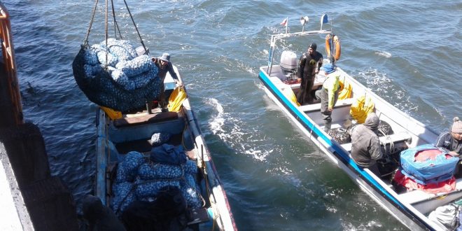 Pescadores artesanales del Golfo de Arauco en proceso de desembarque